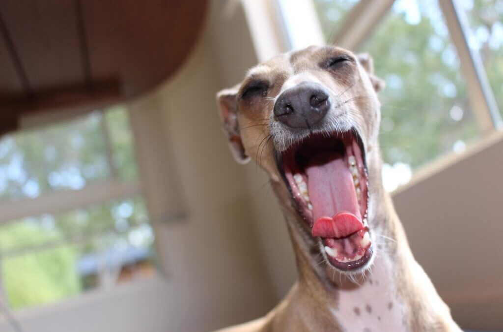 Whippet – The Whippet: A Speedy Friend TL;DR – Too…
