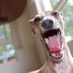 Whippet_and_Killer-Spice-1024×682-1