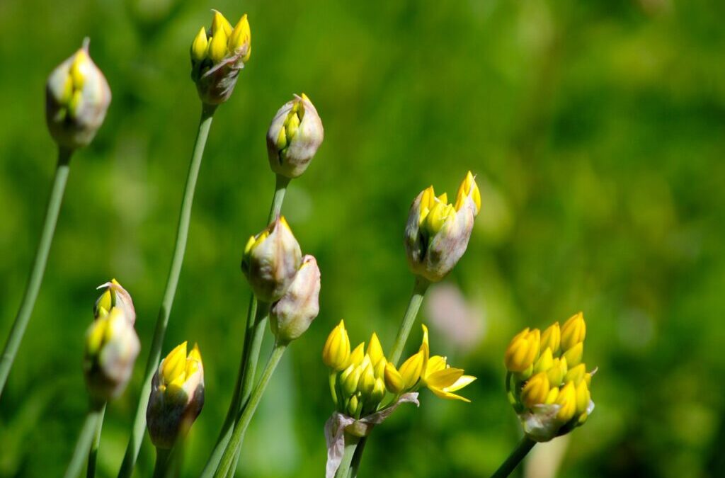 Allium Benefits » Spice Up Your Spring With Allium Power!…