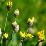 allium-benefits_and_Spring-1024×682-1