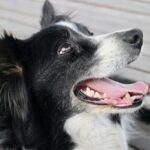 border-collies-compared-to-other-breeds_and_Microwave-ovens-1024×682-1