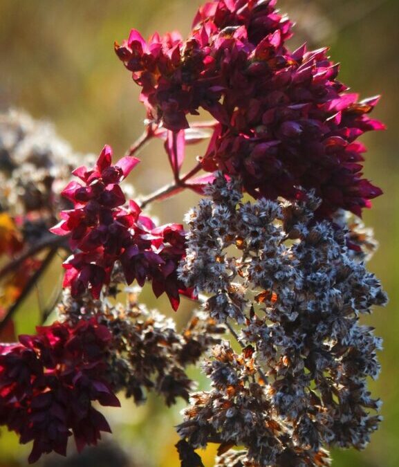 Is Oregano Zaatar: Spice Up Your Life: Unveiling The Secrets…