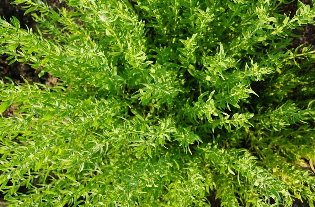Zaatar Thyme – Zaatar Thyme: Your Secret Weapon For Flavor…