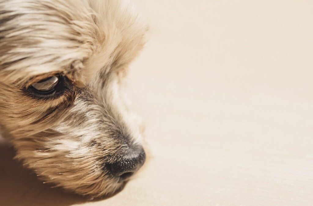 Airedale Terrier / Meet The Airedale Terrier: The King Of…