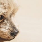 Airedale-Terrier_and_Aquitards-1024×684-1