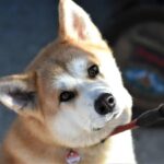 Akita_and_Food-Security-and-Drought-1024×825-1