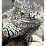 Animals_and_Salt-Free-Seasoning-747×1024-1