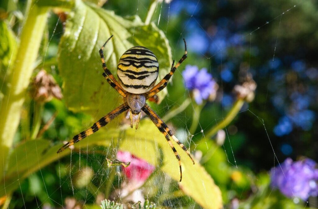 Arachnophobia / Are You Afraid Of Spiders? You’re Not Alone!…