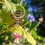 Arachnophobia_and_animal-welfare-standards-1024×682-1