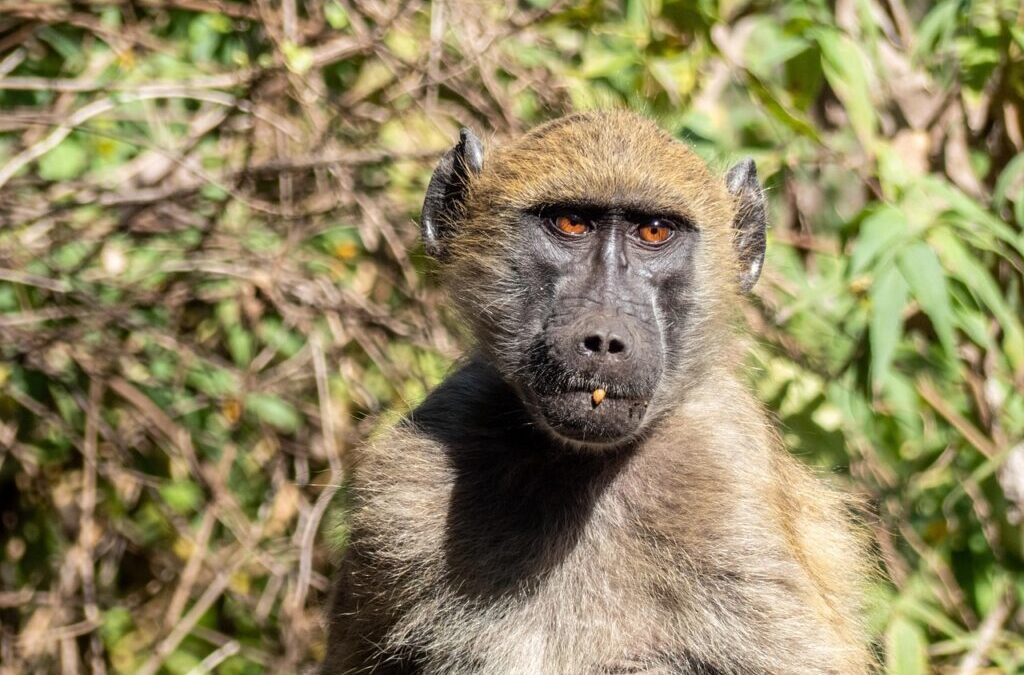Baboon – Baboons: Clever, Social, And Kinda Messy! TL;DR: Baboons…