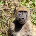 Baboon_and_Nevada-Water-Science-Center-1024×682-1