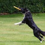 Basic-obedience-training-for-Border-Collies._and_Soy-free-seasoning-1024×643-1
