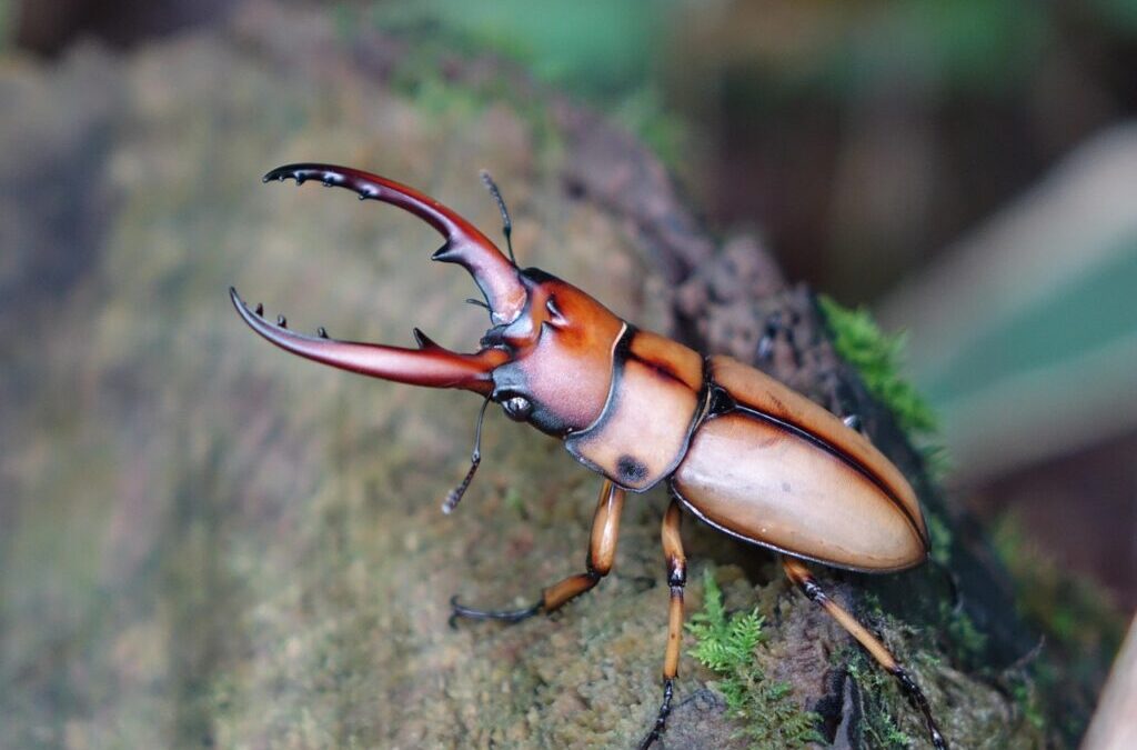 Beetle ~ Dive Into The World Of Beetles! TL;DR: Beetles…