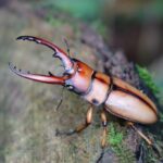 Beetle_and_Environmental-benefits-of-water-restoration-1024×682-1