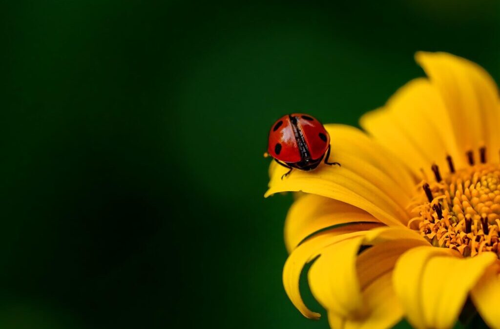 Beetle / Beetles: Nature’s Tiny Wonders TL;DR: Beetles Are Amazing…