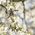 Bird-watching_and_Mayonnaise-troubleshooting-683×1024-1