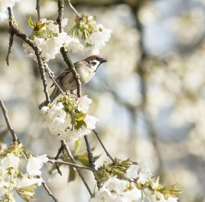 Bird Watching – Get Ready To Fly: A Beginner’s Guide…