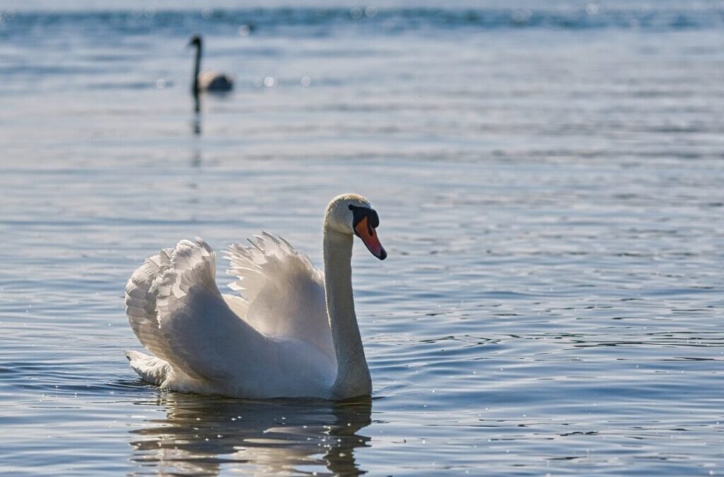 Bird Watching: Let’s Go Birding! A Beginner’s Guide To Spotting…