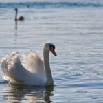 Bird-watching_and_Onion-Seasoning-1024×682-1