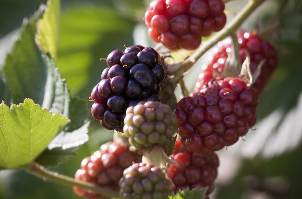 Blackberry | The Buzz About Blackberries: A Sweet And Spiky…