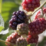 Blackberry_and_animal-welfare-trends-1024×682-1