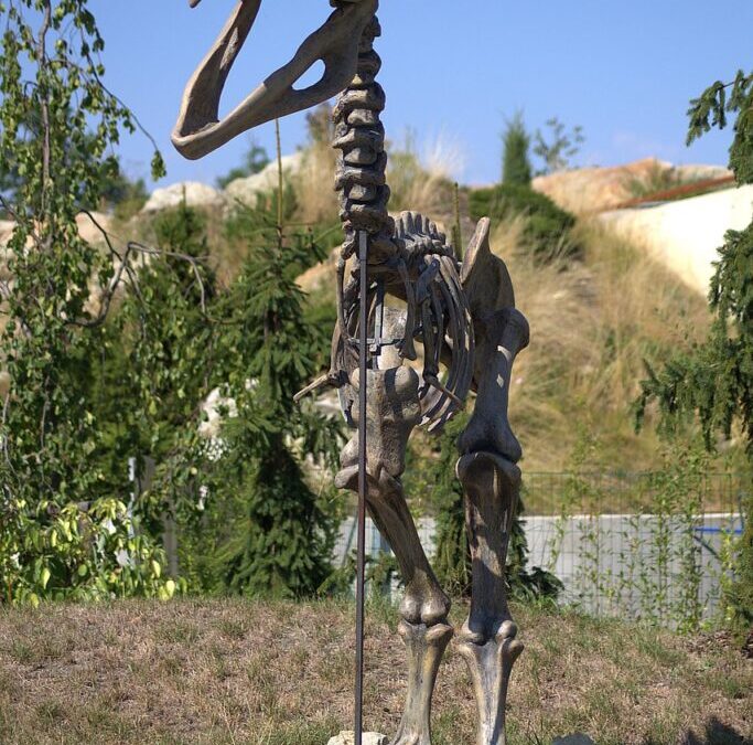 Bones: Let’s Talk Bones! TL;DR: Bones Are Super Important For…