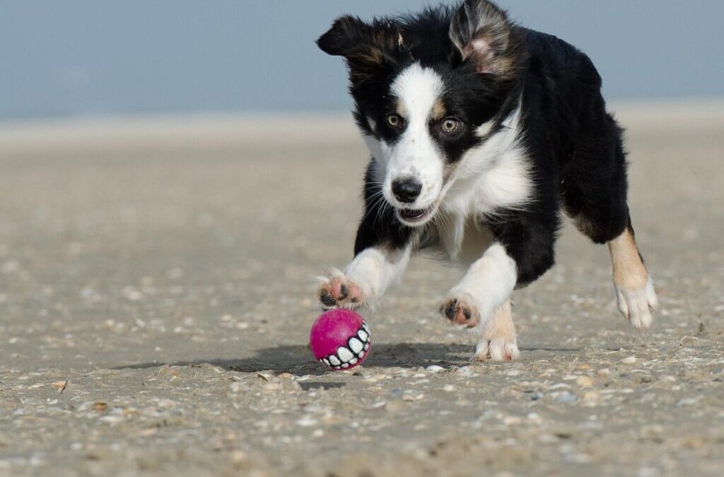 Border Collie Antics ~ Border Collie Shenanigans: A Guide To…