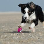 Border-Collie-Antics_and_26.-Low-flow-toilets-1024×750-1