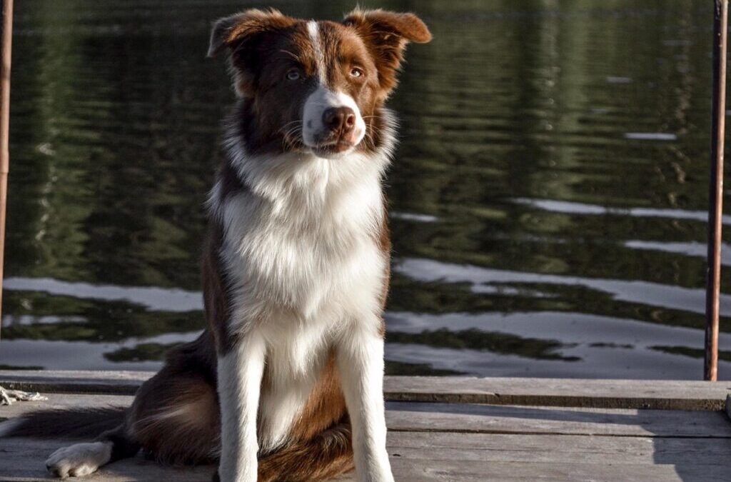 Border Collie Dogs: Ready, Set, Collie! Everything You Need To…