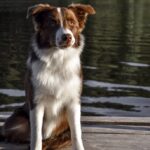 Border-Collie-Dogs_and_Seasonal-events-in-Colorado-1024×686-1