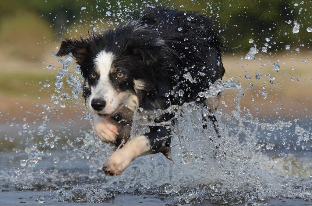Border Collie Puppies | Border Collie Puppies: Your New Best…