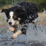 Border-Collie-Puppies_and_Food-preservation-techniques-1024×678-1