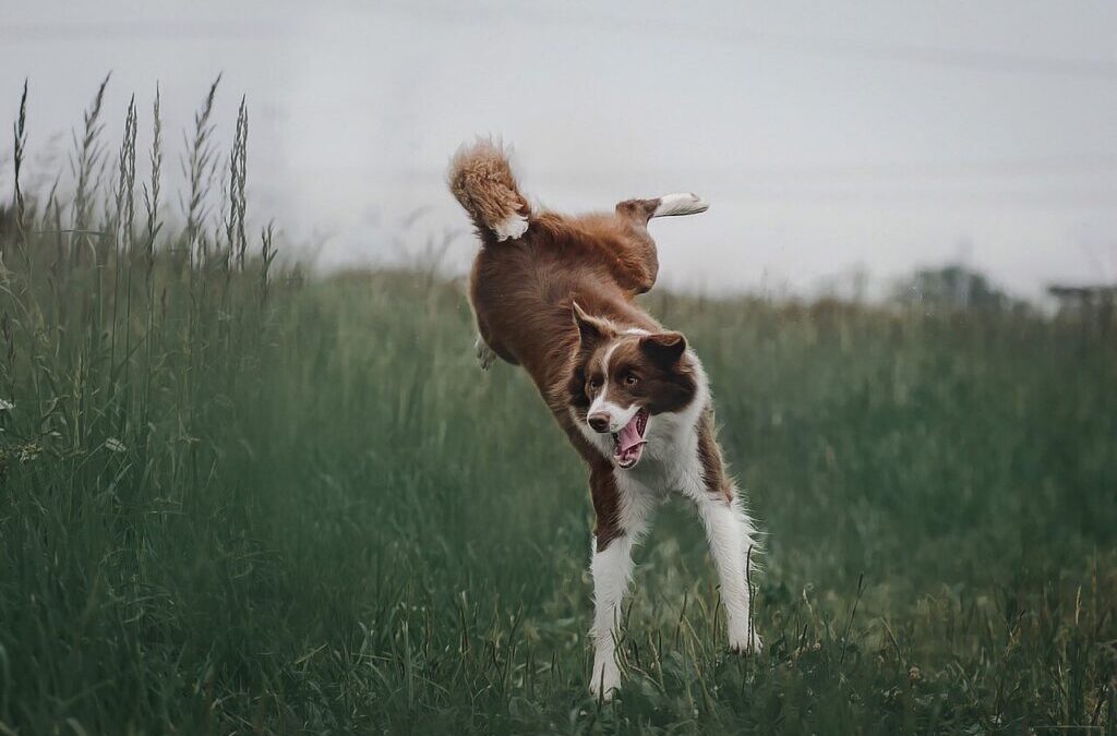Border Collie ~ Meet The Border Collie: A Dog With…