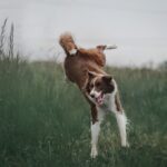 Border-Collie_and_Family-events-in-Colorado-1024×680-1