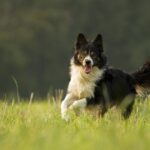 Border-Collies_and_Wireless-irrigation-management-1024×661-1