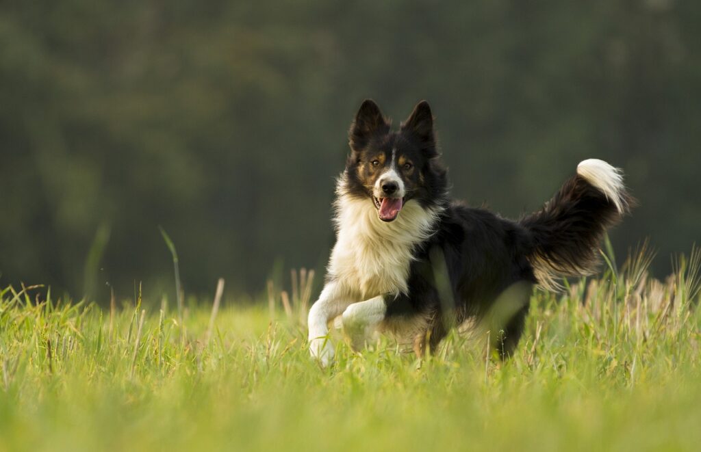 Border Collies ~ Meet The Border Collie: A Dog With…