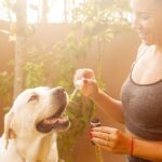 Canola-oil_and_Active-Climate-Rescue-Initiative-initiative-1024×682-1