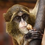 Capuchin-monkey_and_Western-U.S.-water-crisis-739×1024-1