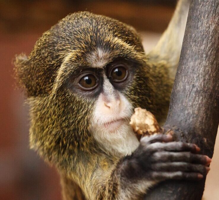 Capuchin Monkey: Meet The Capuchin Monkey: A Curious And Clever…