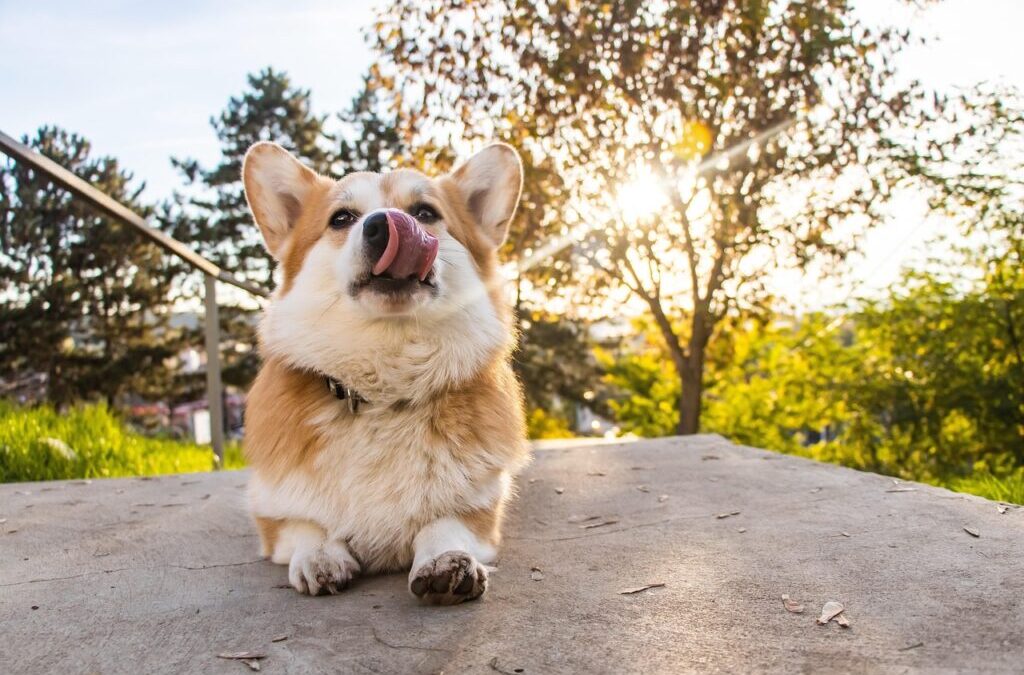 Cardigan Welsh Corgi | Corgis: The Short And Sweet Dogs!…