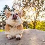 Cardigan-Welsh-Corgi_and_Vegan-curry-1024×682-1