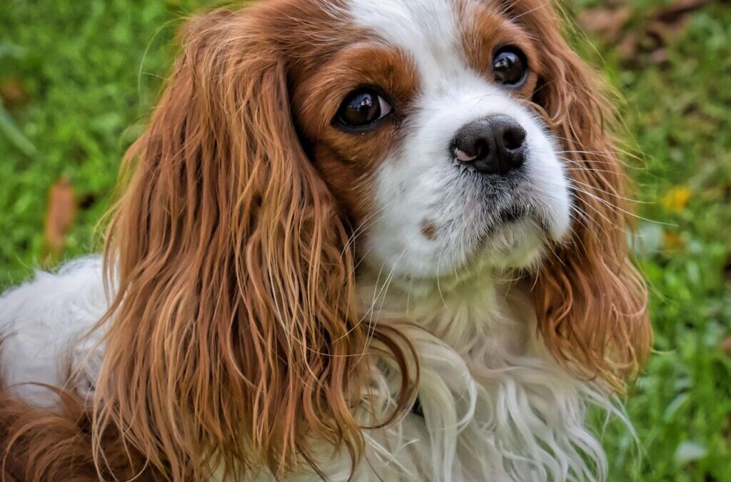 Cavalier King Charles Spaniel » Meet The Cavalier King Charles…