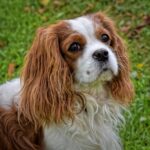 Cavalier-King-Charles-Spaniel_and_Flavorings-and-Extracts-1024×1006-1