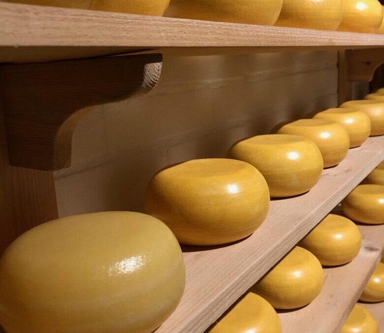 Cheese – A Cheesy Adventure! TL;DR – The Cheesy Scoop…