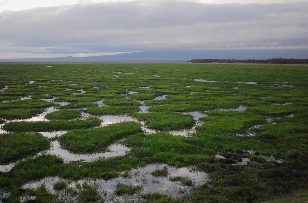 Climate Action Plans By Active Climate Rescue Initiative | Saving…