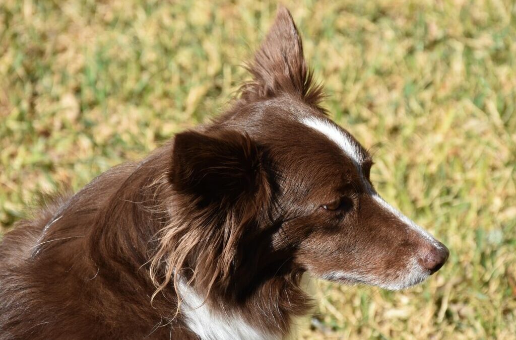 Comparing Border Collies With Other Herding Breeds. » Ready To…