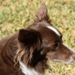 Comparing-Border-Collies-with-other-herding-breeds._and_SEO-Keywords-Related-to-Environmental-Impact-of-Moving-Water-1024×682-1