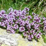 Cynophobia-Fear-of-dogs_and_Lingonberry-and-Thyme-Chicken-Seasoning-1024×768-1