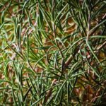 Cynophobia_and_Blend-Spices-1024×768-1