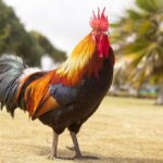 Cynophobia_and_chicken-rub-1024×682-1